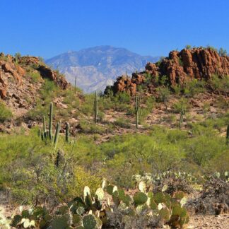 Sonoran