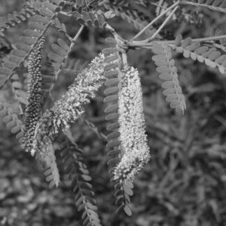 Mesquite